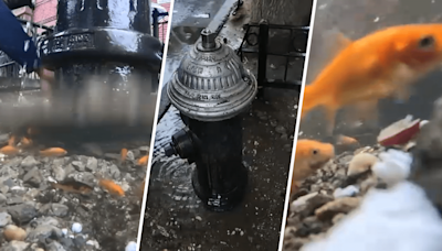 Community launches GoFundMe to save Brooklyn fire hydrant fish puddle