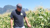 Corn farmers in B.C.'s Fraser Valley dealing with crop delays after unseasonably wet weather