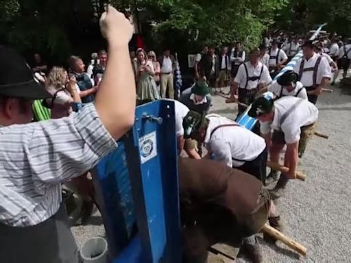 Bávaros en Múnich levantan un "árbol de mayo"