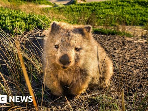 Tasmania entices tourists with 'odd jobs' offer