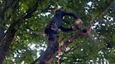 What Is an Arborist, and When Do You Need One?