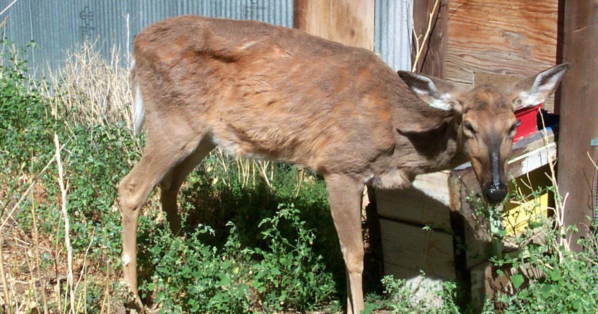 Chronic wasting disease increases in south central Pa. deer herd
