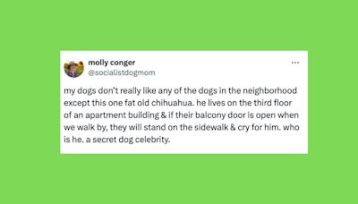26 Of The Funniest Tweets About Cats And Dogs This Week (July 6-12)