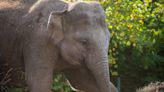 Fourth Dublin Zoo elephant tests positive for deadly virus that killed two