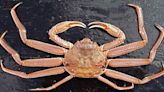 10 billion snow crabs vanished off the Alaskan coast: Here's the grim cause