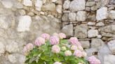 The Best Compact Hydrangea Varieties for Small Yards