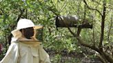 Mind the mangroves! Some Kenyans combat the threat of logging with hidden beehives