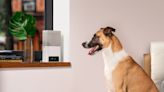 Best pet camera in 2022: talk and play with your dog or cat remotely