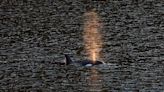 Orca calf swims out of lagoon after being trapped for a month