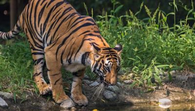 MP: Forest department says ‘only 1 tiger missing’ not 2 from VRD reserve