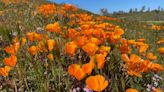 The superbloom is in full swing. Here are the best viewing spots on the Central Coast