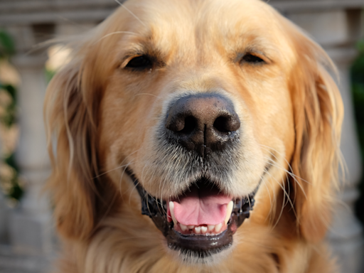 Golden Retriever’s Dad Serves Her a DIY Pup Cup at Home in the Cleverest Way