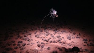 Un étonnant « oxygène noir » fabriqué dans les abysses de l’océan Pacifique