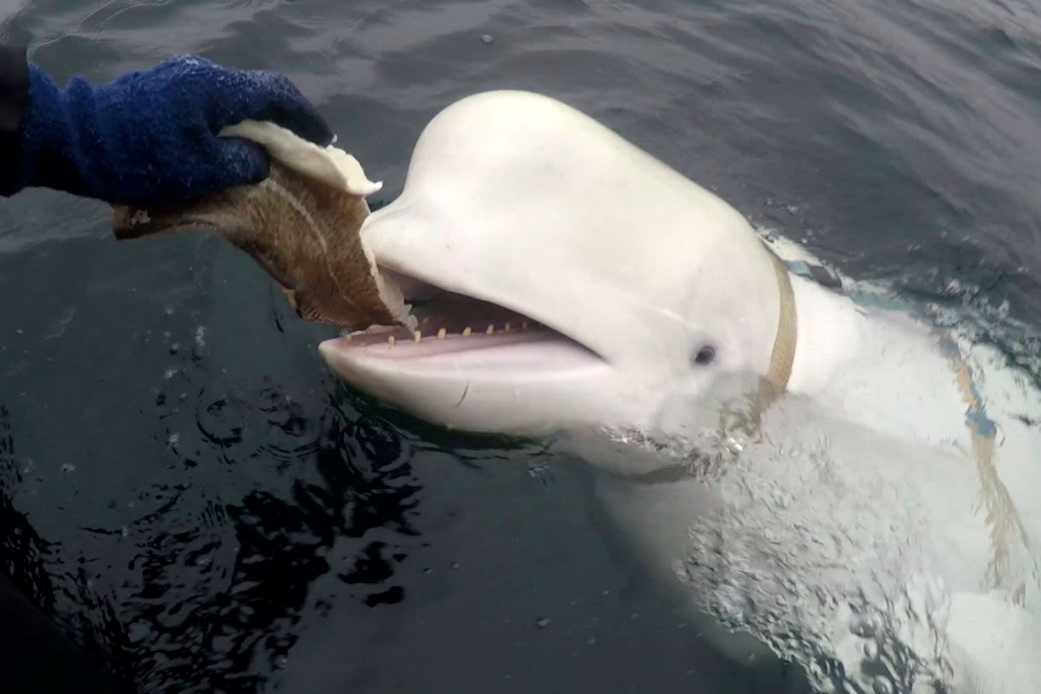 Beluga Whale Alleged to be a Russian ‘Spy’ May Have Been Killed by Gunshot Wounds, Animal Rights Groups Say