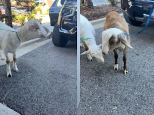 Welcome baaaaaack: Goats on the loose in Grayslake returned to owner