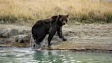 PETA hosts Utah protest against Idaho’s Yellowstone Bear World at ‘Baby Animal Days’ event