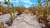 Provincia le exigió a Nación que homologue la emergencia agropecuaria - Diario Hoy En la noticia