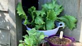 Kids can celebrate Arbor Day by creating colander salad gardens