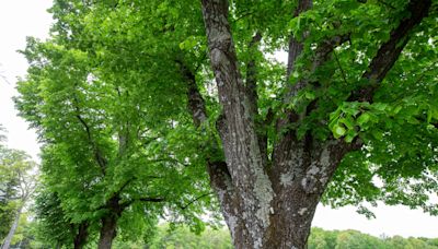 Think you've got a big tree? Get recognition for the biggest, best trees in NJ