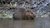 Two new beaver enclosures to be built near Jamie Oliver’s home