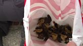 Mother duck! 9 ducklings rescued after falling in a storm drain downtown