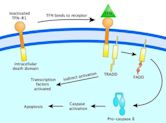 Apoptosis