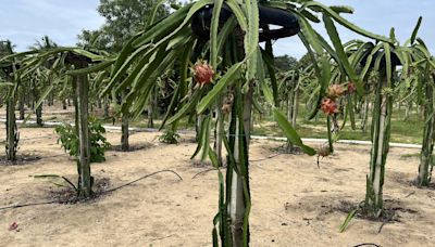 Travancore Titanium scripts a success story in dragon fruit cultivation