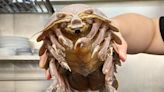 大王具足蟲竟是「寄生蟲」專家證實「以海底腐屍為食」：只有人類想吃它