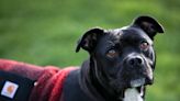 Meet Rocky, a Keizer pit bull that rescued a child from drowning at the Oregon Coast