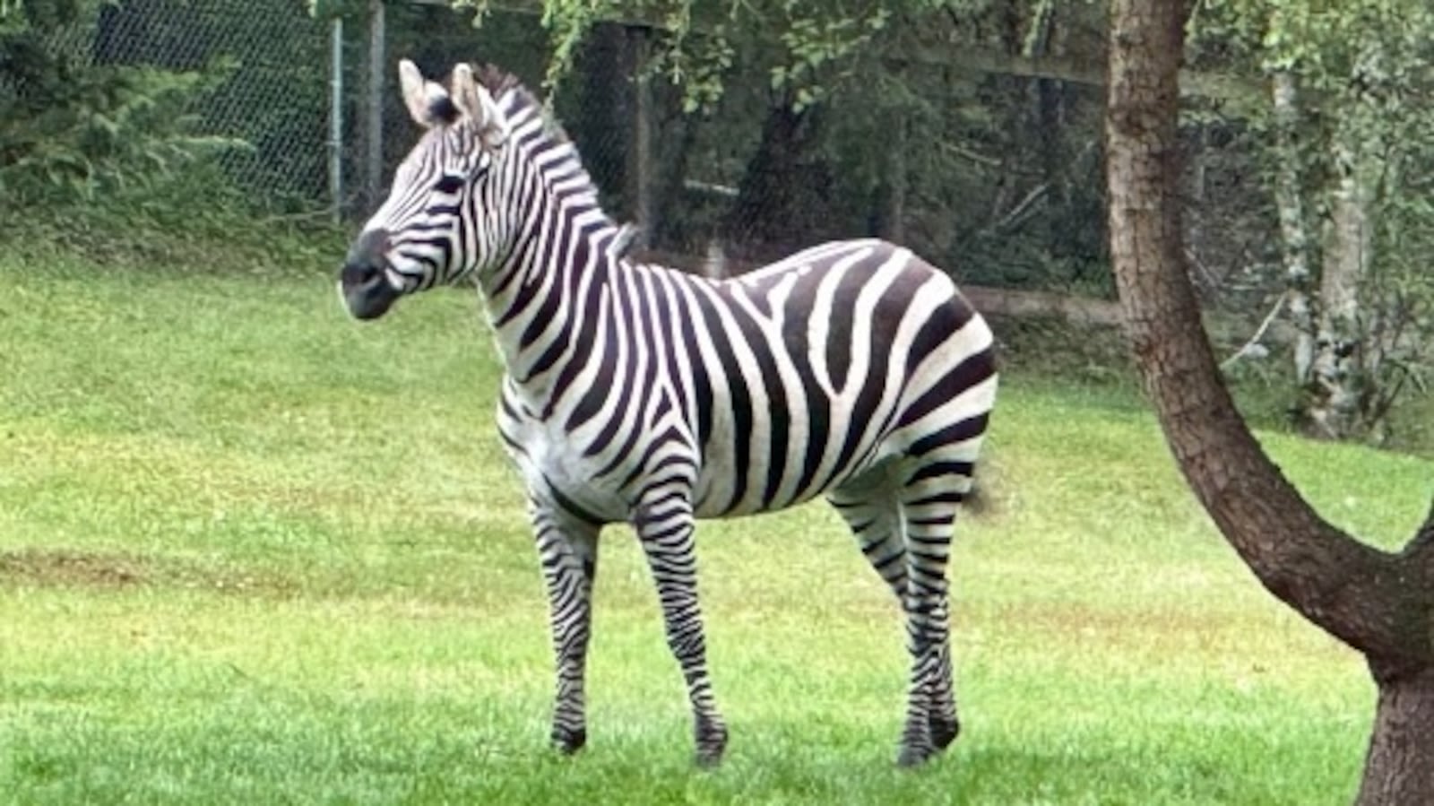 Missing zebra captured after 6 days on the run in Washington state