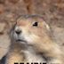 Prairie Dog Dynasty