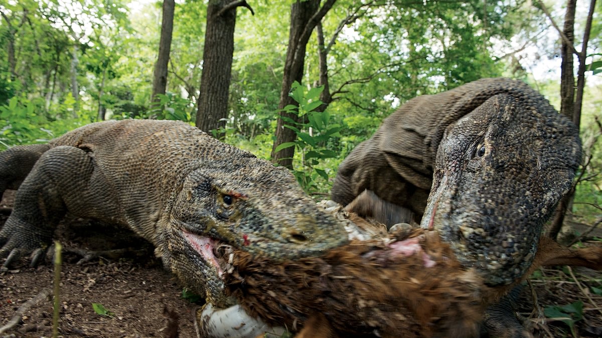 Komodo dragons have iron-coated teeth—never before seen in reptiles