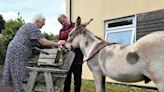 Wellington care home residents enjoy donkey therapy