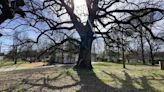 Push to preserve 250-year-old Walton Oak in Sumner County