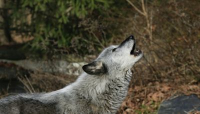 US Republicans vote to remove wolf protections