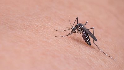 ¿Por qué los mosquitos pican a unas personas más que a otras? La ciencia tiene una explicación