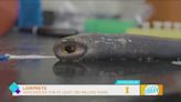 University of Idaho Working to Save the Pacific Lamprey
