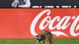 Raccoon invades pitch during Philadelphia Union-NYCFC match, gets caught with trash can