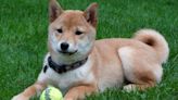 What's Going On With Shiba Inu?