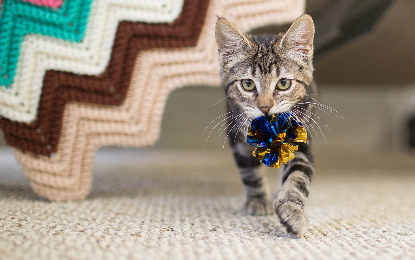 Cats and dogs both like to play fetch − it’s rooted in their hunting instincts