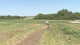 Flower farm north of Lincoln grapples with wild spring weather