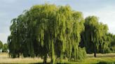 10 Weeping Trees That Will Make a Dramatic Statement in Your Yard