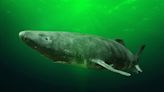 This Shark Lives For Centuries. Scientists Discover How It Resists Aging.