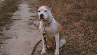 'Saddest' Pit Bull at Shelter Immediately Lights Up Upon Realizing He's Being Rescued