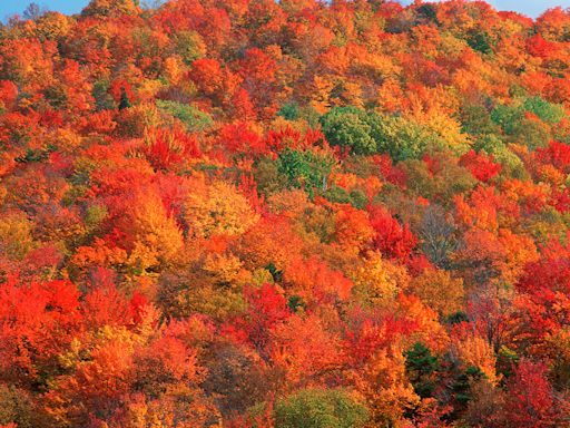 Leaf color tracker: Here’s when fall foliage will peak across US in 2024