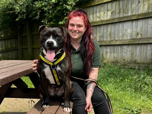 Leicestershire forever home sought for Staffy who could be anyone's 'snuggle buddy'
