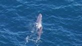 'A lot of excitement.' Sperm whale calf seen southeast of Cape Cod in aerial survey