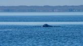 ‘Gut-wrenching’ photos show humpback whale with severed tail on B.C. coast | Globalnews.ca