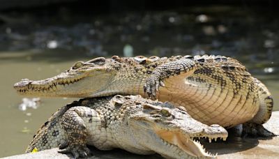 Cambodia marks comeback of world’s most endangered Siamese crocodiles