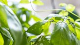 Something Eating Your Basil? 7 Common Pests That Could Be the Culprit